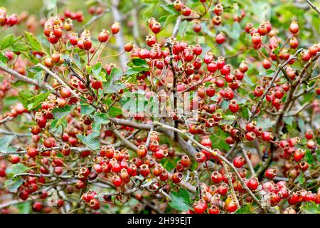 Biancospino, albero di maggio o Whitethorn (crataegus monogyna), da vicino mostrando le bacche rosse o fienche che coprono i rami del arbusto comune in autunno. Foto Stock