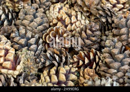 Pino di Scot (pinus sylvestris), da vicino che mostra una moltitudine di vecchi coni di pino raggruppati sul terreno sotto un albero. Foto Stock