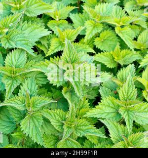 Nettle comune o pungente (urtica dioica), primo piano mostrando un gruppo di giovani germogli frondosi. Foto Stock