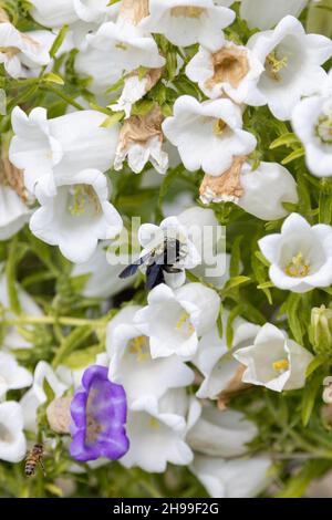 Una grossa ape di legno blu, Xylocopa violacea, cerca il polline in un campanello Foto Stock