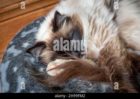 Gatto dormiente su coperta in casa. Alfie Foto Stock
