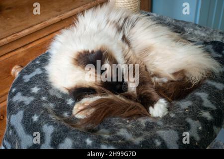 Gatto dormiente su coperta in casa. Alfie Foto Stock