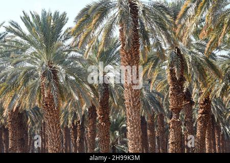 frutteto di palme vicino al Mar Morto, Israele Foto Stock