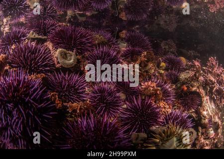 Grandi aggregazioni di ricci marini porpora del Pacifico (Strongylocentrotus purpuratus) nelle piscine costiere della Riserva marina di Fitzgerald in California. Foto Stock