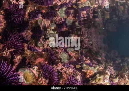 Grandi aggregazioni di ricci marini porpora del Pacifico (Strongylocentrotus purpuratus) nelle piscine costiere della Riserva marina di Fitzgerald in California. Foto Stock