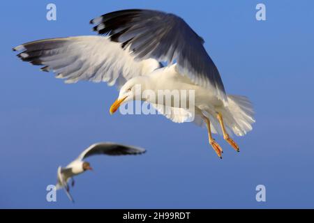 Gli uccelli selvatici sono alla ricerca di cibo. Il volo di un gabbiano solitario o di un gruppo di gabbiani può essere facilmente osservato nel cielo sopra la costa del Mar Baltico in Foto Stock