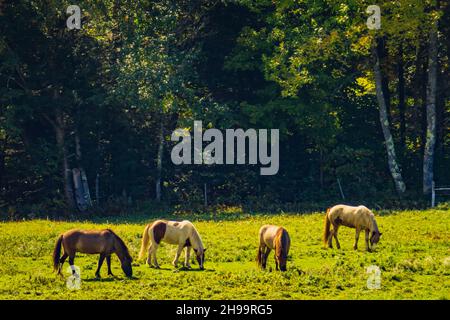 Ponies islandese in un prato in una fattoria di cavalli di specialità in Vermont, Stati Uniti Foto Stock