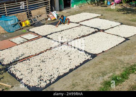 Un lavoratore adulto capovolge bene i gnocchi di lenticchie essiccate in modo che rimanga poca umidità. Foto Stock