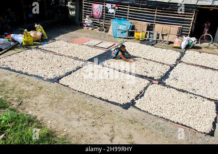 Un lavoratore adulto capovolge bene i gnocchi di lenticchie essiccate in modo che rimanga poca umidità. Foto Stock