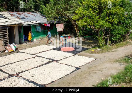 Un lavoratore adulto capovolge bene i gnocchi di lenticchie essiccate in modo che rimanga poca umidità. Foto Stock