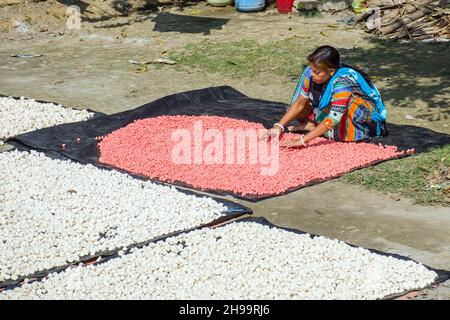 Un lavoratore adulto capovolge bene i gnocchi di lenticchie essiccate in modo che rimanga poca umidità. Foto Stock