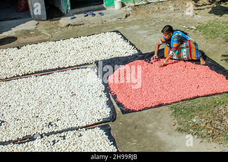 Un lavoratore adulto capovolge bene i gnocchi di lenticchie essiccate in modo che rimanga poca umidità. Foto Stock