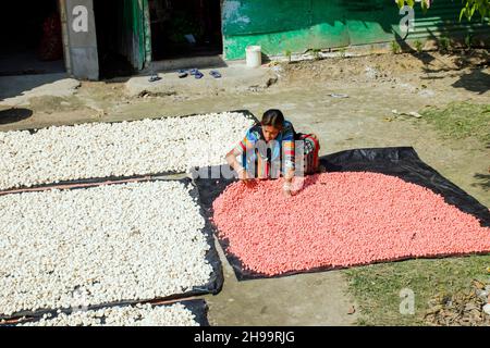Un lavoratore adulto capovolge bene i gnocchi di lenticchie essiccate in modo che rimanga poca umidità. Foto Stock