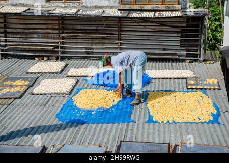 Un lavoratore adulto capovolge bene i gnocchi di lenticchie essiccate in modo che rimanga poca umidità. Foto Stock