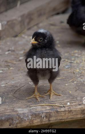 Nero morbido barnyard mix pulcino in piedi in cantiere, Maine, Stati Uniti Foto Stock