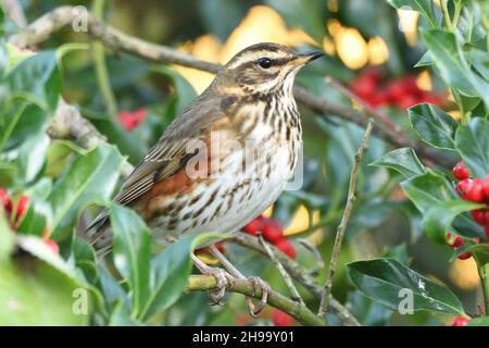 Redwing Thrush arroccato su un albero di agrifoglio nei primi mesi dell'inverno. Bergisches Land, Renania settentrionale-Vestfalia, Germania. Foto Stock