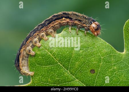 Doppio-spotted Quaker Moth caterpillar (Anortoa munda). Tipperary, Irlanda Foto Stock