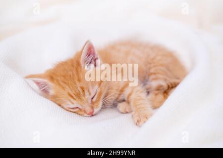 Carino ginger gattino a righe che dorme giace coperta bianca sul letto. Concetto di adorabili gatti piccoli. Rilassati con gli animali domestici Foto Stock