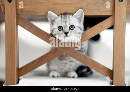 Ritratto carino poco divertente striscia scozzese fold grigio Kitten gatto seduto su sedia a casa. Gatti vita Foto Stock
