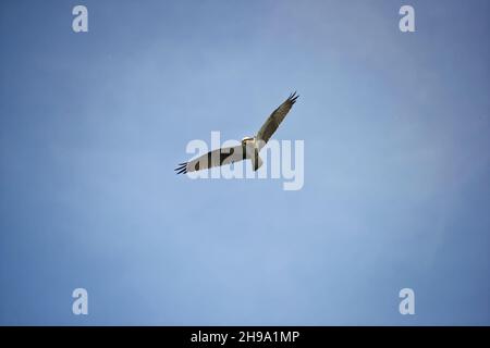 Il Falco pescatore (Pandion haliaetus).Der Fischadler (Pandion haliaetus) am Steinhuder Meer. Foto Stock