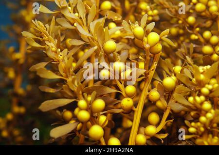 Alghe marine giapponesi, alghe marroni Sargassum muticum close up, sott'acqua nell'oceano, Atlantico orientale, Spagna, Galizia Foto Stock