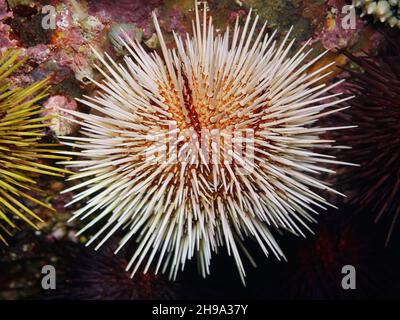 Paracentrotus lividus riccio marino con spine bianche da vicino, sott'acqua nell'oceano, Atlantico orientale, Spagna, Galizia Foto Stock