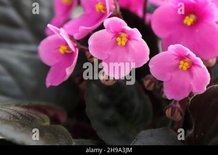 Primo piano di fiori rosa viola africani in fiore Foto Stock