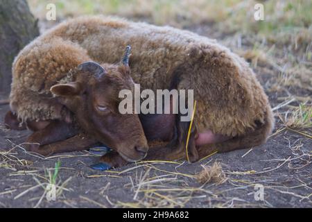 l'ariete marrone giace a terra e riposa Foto Stock