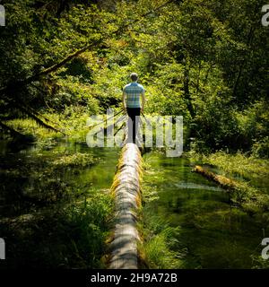 Giovane uomo in piedi su un ceppo. Taft Creek, Hall of Mosses Trail, Hoh Rain Forest, Olympic National Park, Washington state, USA Foto Stock