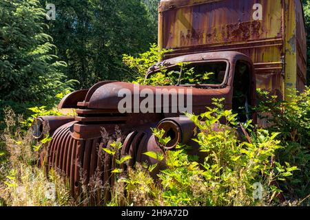 Camion arrugginito Chevrolet su Kestner Homestead Trail, Quinault Rainforest, Olympic National Park, Washington state, USA Foto Stock