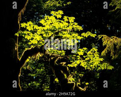 Retroilluminata Maple Tree sul Kestner Homestead Trail, Quinault Rainforest, Olympic National Park, Washington state, USA Foto Stock