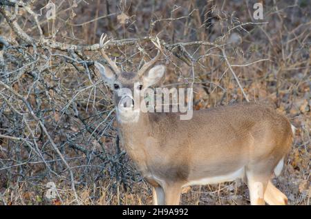 Cervo dalla coda bianca, Odocoileus virginianus, buck che emerge dai boschi Foto Stock
