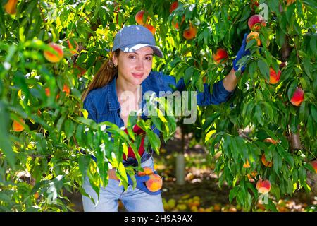 Sorridente giovane donna che raccoglie pesche mature da rami di albero Foto Stock