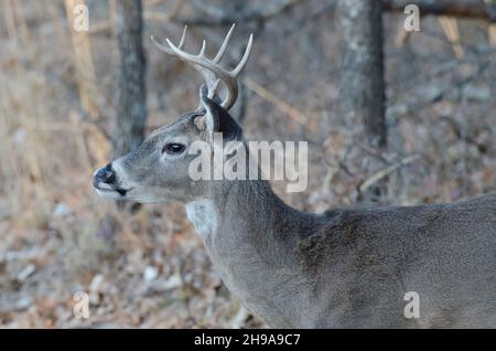 Cervo dalla coda bianca, Odocoileus virginianus, buck in legno Foto Stock