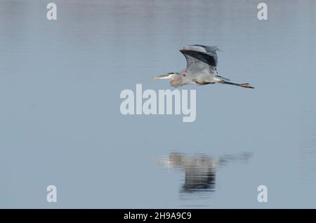 Great Blue Heron, Ardea herodias, in volo sull'acqua Foto Stock