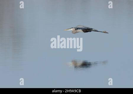 Great Blue Heron, Ardea herodias, in volo sull'acqua Foto Stock