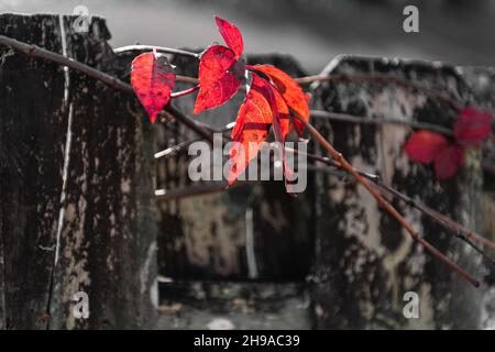 Rosso brillante Virginia Creeper foglie splendente nel sole tramonta contro un rustico tempo recinto di legno. Foto Stock