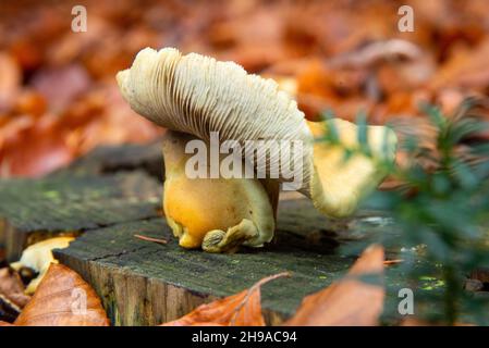 tuft di zolfo o fascicularis di psilocybe al tronco dell'albero Foto Stock