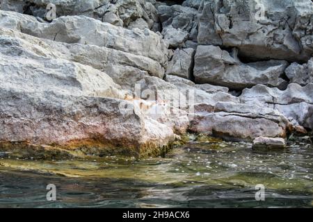 Un gatto da solo su un'isola rocciosa nel lago Skadar, Montenegro Foto Stock