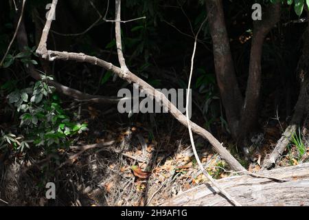 Proboscis Bat (Rhynchonycteris naso) che dorme in una linea sotto un ramo d'albero durante il giorno sulla riva del fiume Cristalino nell'Amazzonia Foto Stock