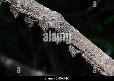 Primo piano di Proboscis Bat (Rhynchonycteris naso) che dorme in una linea sotto un ramo d'albero durante il giorno sulla riva del fiume Cristalino nell'Amaz Foto Stock