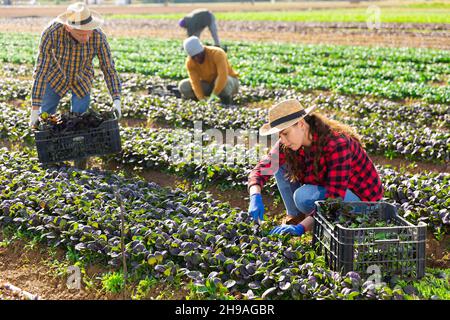 Lavoratori agricoli che raccolgono verdi frondosi sul campo Foto Stock