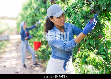 Focalizzato contadino asiatico femmina pucks mature prugne da un albero Foto Stock