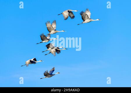 Sandhill gru in volo (Grus canadensis), migrando a sud per l'inverno, N America, di Dominique Braud/Dembinsky Photo Assoc Foto Stock