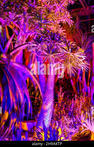 Mostra colorata di piante esotiche nella Glasshouse al Glow 2021, l'evento annuale di illuminazione natalizia al RHS Garden, Wisley, Woking, Surrey Foto Stock