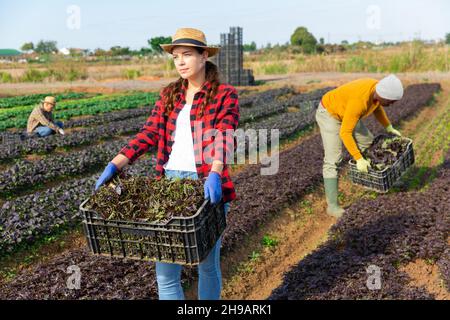 Lavoratori agricoli che raccolgono verdi frondosi sul campo Foto Stock