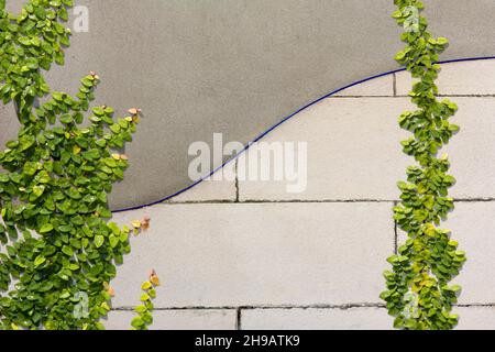 Arrampicata Ficus pumila su parete di cemento Foto Stock