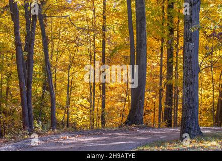 Bella guida autunnale oltre agli alberi d'oro nel Michigan USA Foto Stock