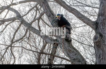 Un arrampicatore di albero taglia con cura e corda giù un ramo grande dell'albero in un albero enorme di quercia Foto Stock
