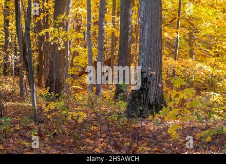 I boschi autunnali nel Michigan USA sono archiviati con giallo e foglie d'oro una quercia che si illuminano nel tardo pomeriggio sole Foto Stock